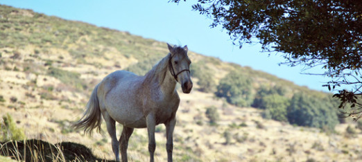 The Horses of Summer