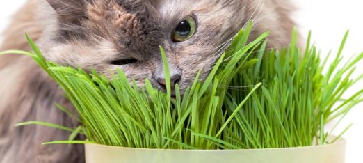 Go “Green” with Pets