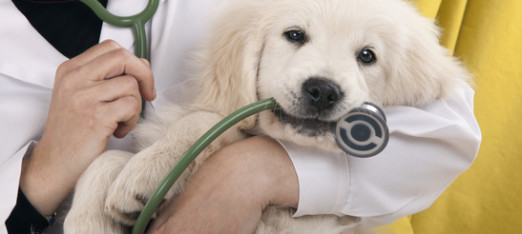 A Pet’s Diet Impacts their Health