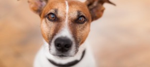 Is Pet Pain Medication Worth the Risk?