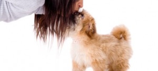 Causes of Bad Dog Odor